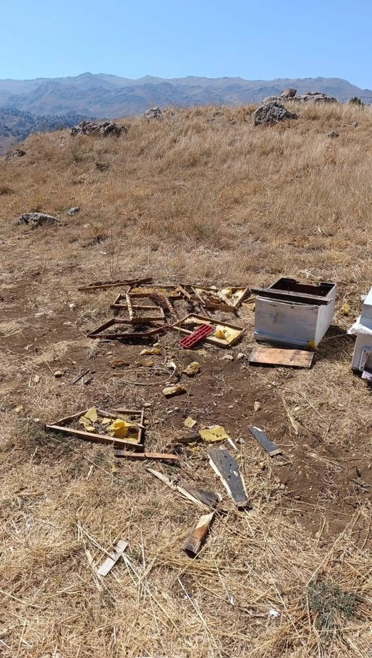 Kovanları parçalayan ayı üreticiyi isyan ettirdi! '100 bin liralık bal yemiş'