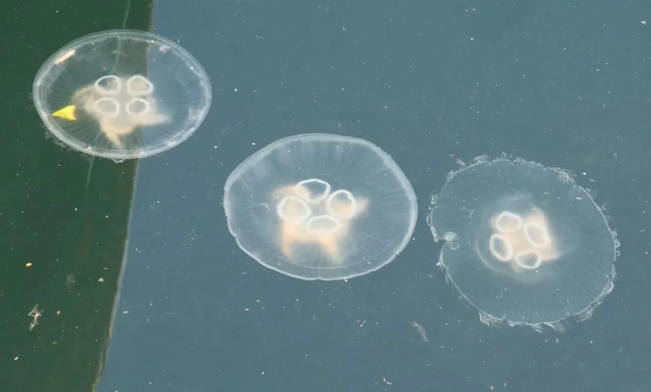 Tam müsilaj bitti derken başka bir kabus hortladı! Balıkçılar kara kara düşünüyor