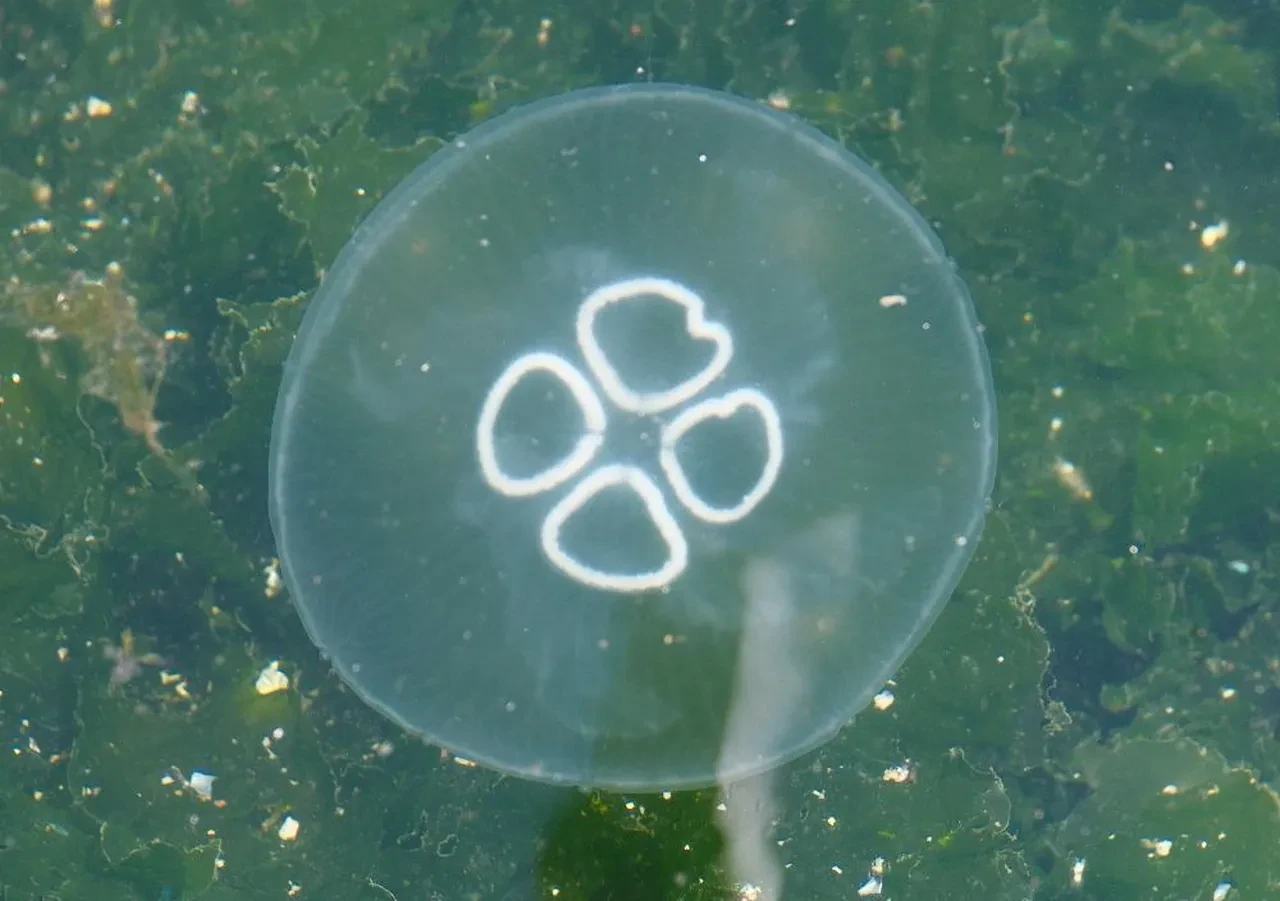 Tam müsilaj bitti derken başka bir kabus hortladı! Balıkçılar kara kara düşünüyor