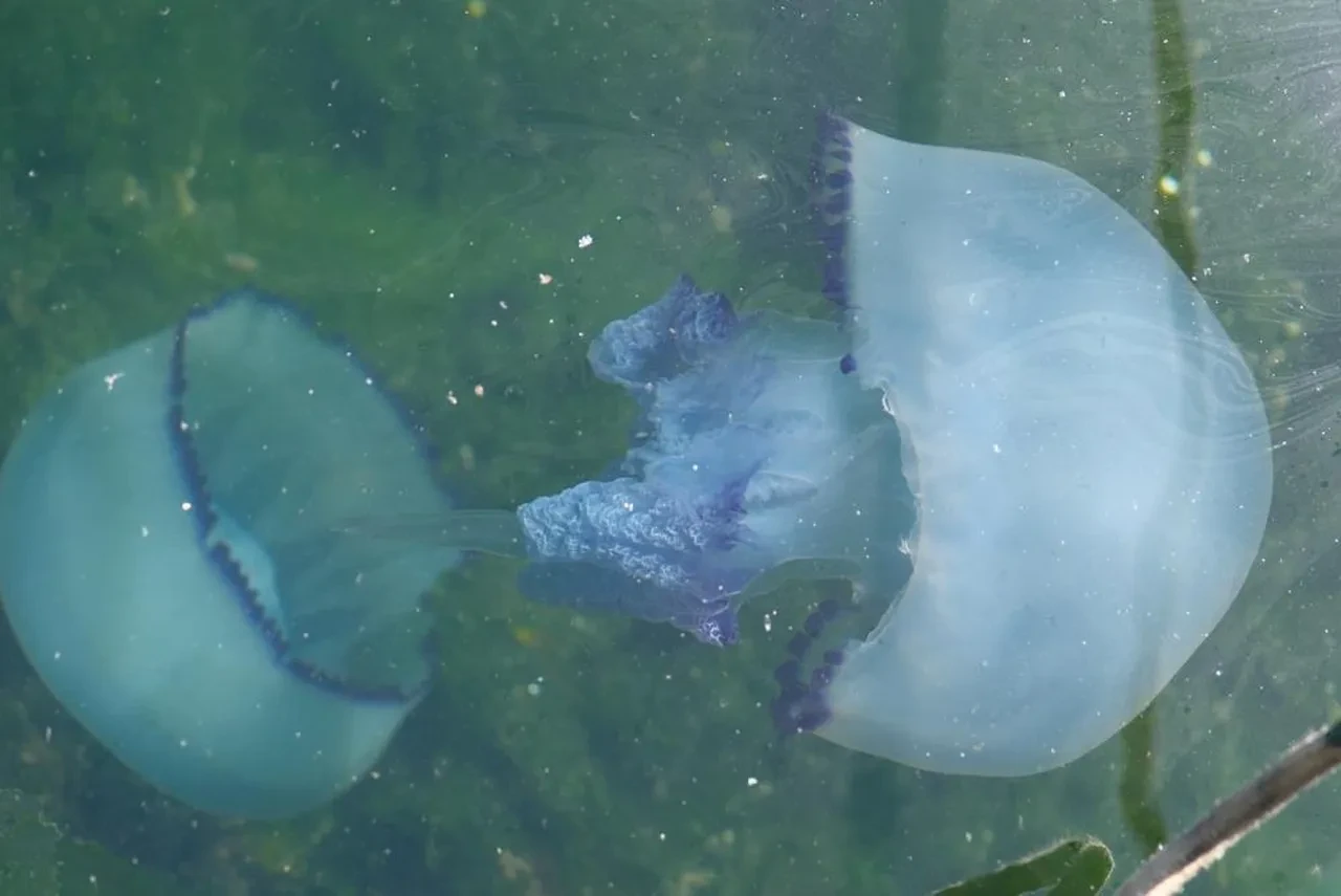 Tam müsilaj bitti derken başka bir kabus hortladı! Balıkçılar kara kara düşünüyor