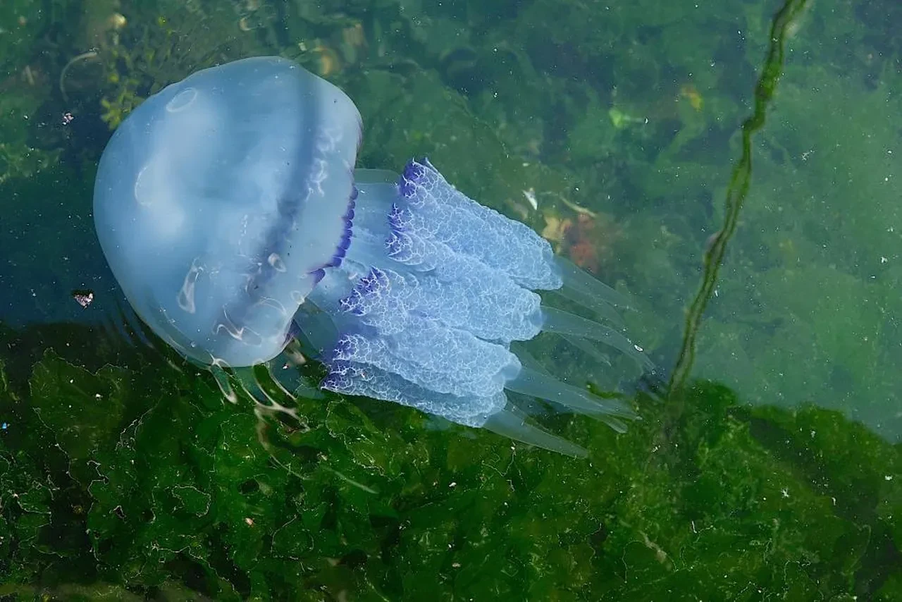 Tam müsilaj bitti derken başka bir kabus hortladı! Balıkçılar kara kara düşünüyor