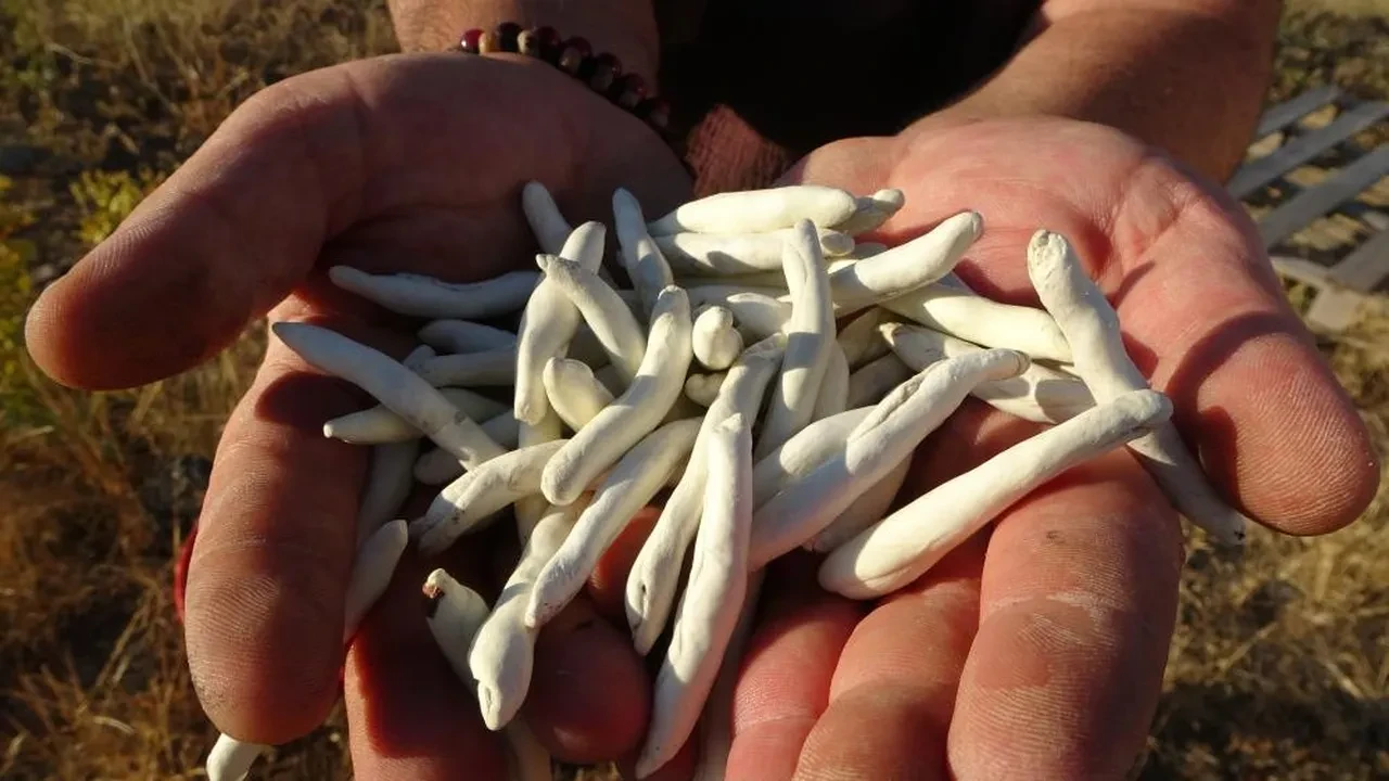 Bu sakız bir ay çiğnenebiliyor! Fiyatı altınla yarışıyor 