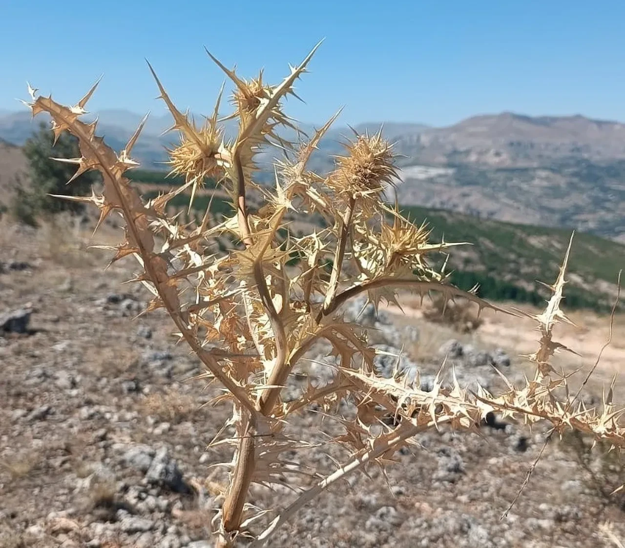 Bu sakız bir ay çiğnenebiliyor! Fiyatı altınla yarışıyor 