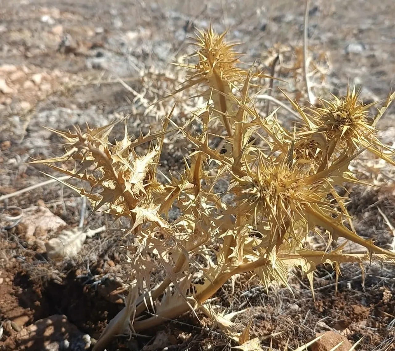 Bu sakız bir ay çiğnenebiliyor! Fiyatı altınla yarışıyor 