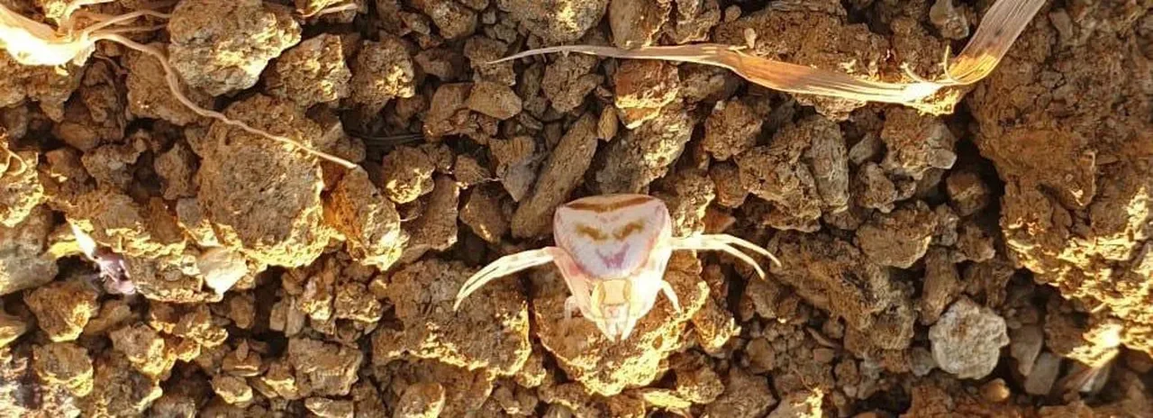 İnsan yüzlü örümcek zehirli mi, zararlı mı? Yalova'da görülen örümceğin insana zarar verme durumu gündeme geldi