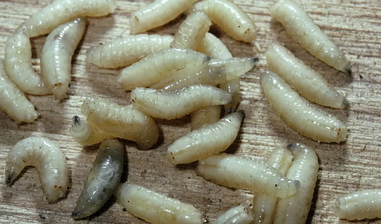 Meksika'da korkutan vaka! Et yiyen kurtçuklar kontrolden çıkıyor