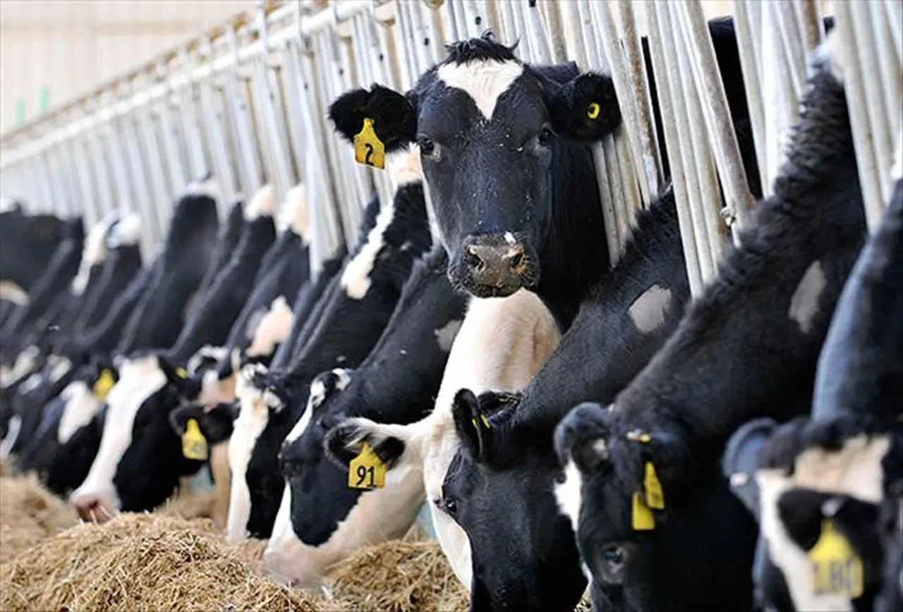 Tarım ve hayvancılıkta yeni dönem! Bakan Yumaklı duyurdu: Yıllık 200 bin hayvan yerli üreticiden karşılanacak