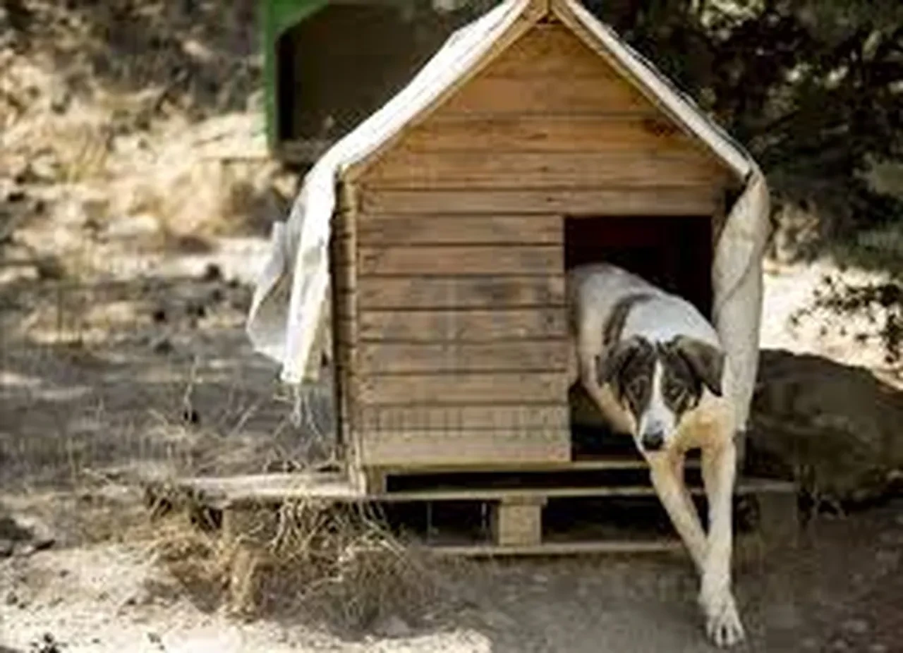 Cumhurbaşkanı Erdoğan imzaladı: 3 ile hayvanlar için birlik kuruluyor