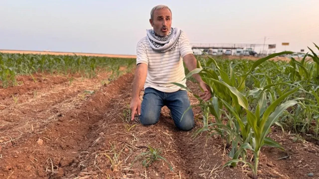 Çiftçiyi isyan ettiren olay! Ektiği tohumlar filizlendi, şaşkına döndü! 'Ruh sağlığım bozuldu' deyip mahkemeye koştu