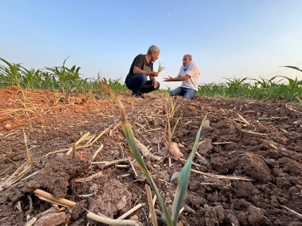 Çiftçiyi isyan ettiren olay! Ektiği tohumlar filizlendi, şaşkına döndü! 'Ruh sağlığım bozuldu' deyip mahkemeye koştu