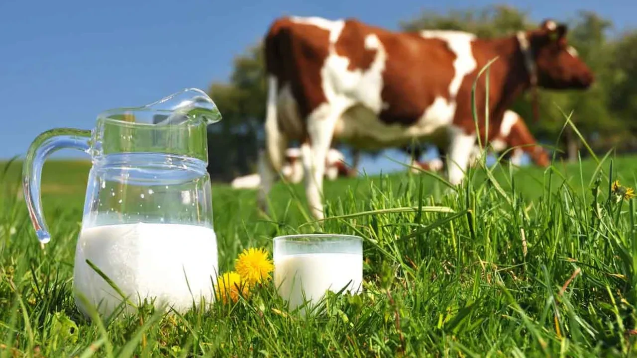 Dev inekten süt rekoru: Sadece 3 sağımda yüzlerce litre verdi