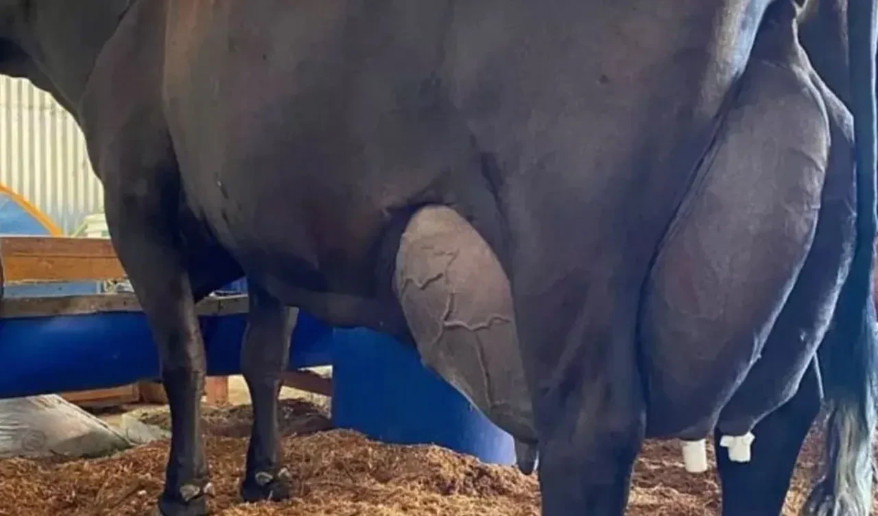 Dev inekten süt rekoru: Sadece 3 sağımda yüzlerce litre verdi