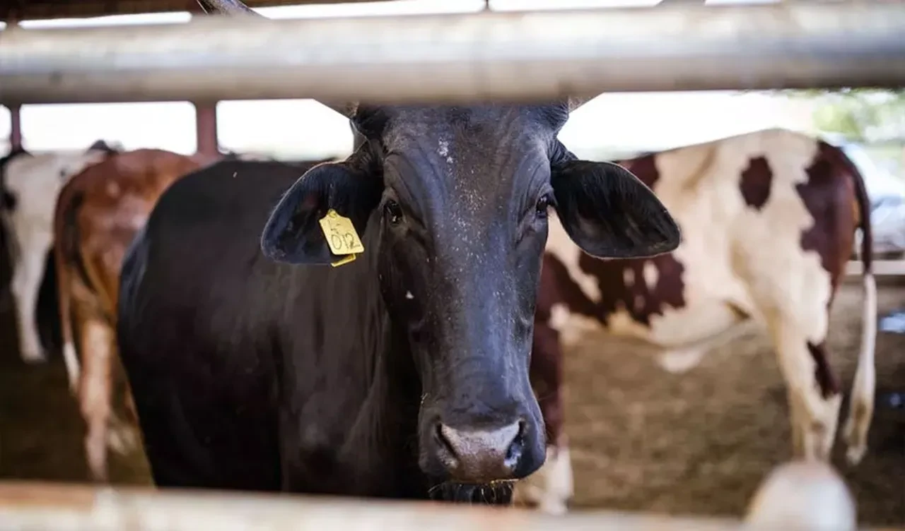 Dev inekten süt rekoru: Sadece 3 sağımda yüzlerce litre verdi
