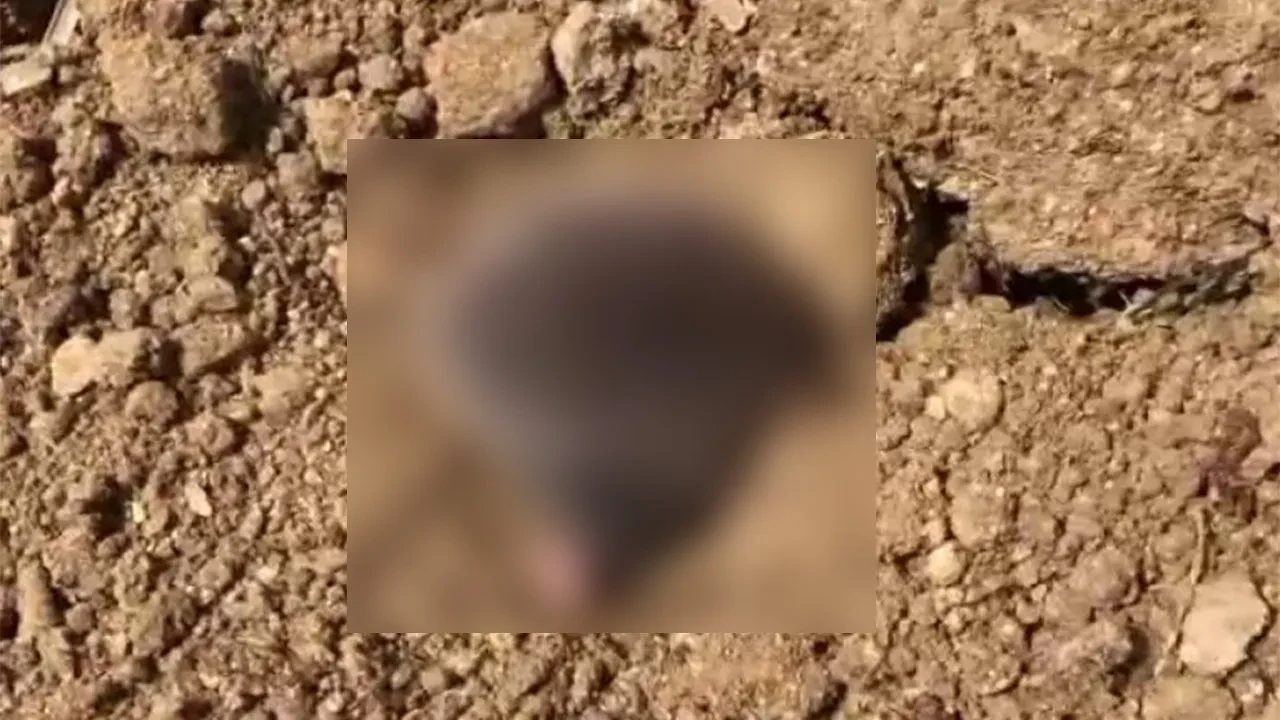 Ev temeli için kazı yapılırken birden ortaya çıktı, herkes gözlerine inanamadı