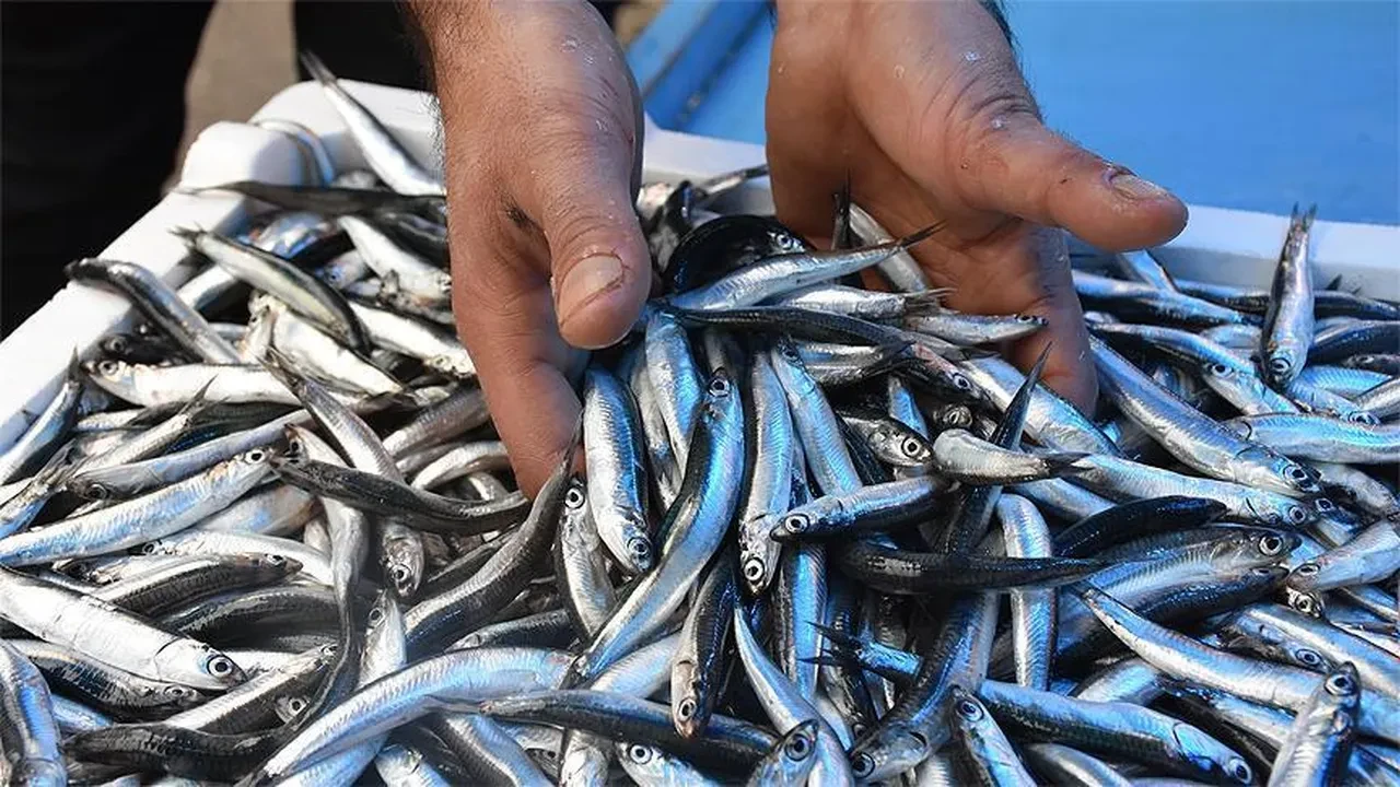 Av yasağı sona eriyor! Balıkçıların büyük bekleyişi bitiyor: 1 Eylül’de sezon başlıyor