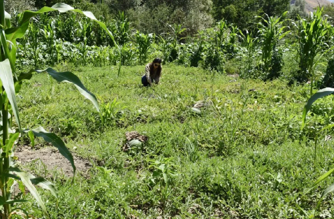14 bin dekar arazi tarıma kazandırılıyor! Devlet kiraya verecek, işte başvuru şartları