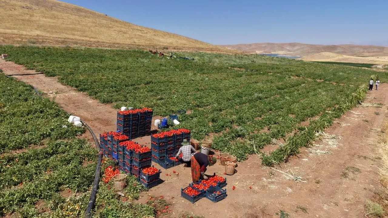 Domatesi 8 liraya satıyor! Pazar fiyatına isyan edip herkesi davet etti