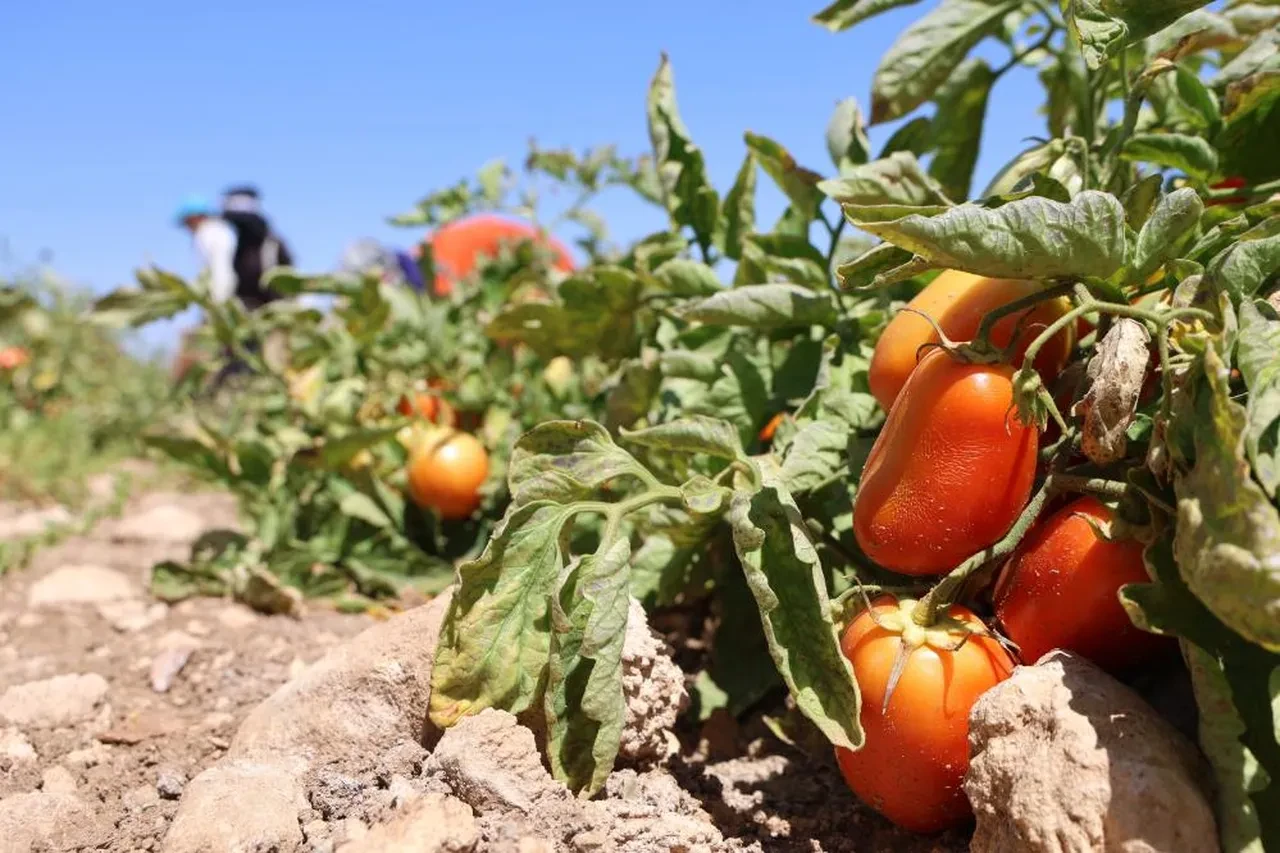 Domatesi 8 liraya satıyor! Pazar fiyatına isyan edip herkesi davet etti