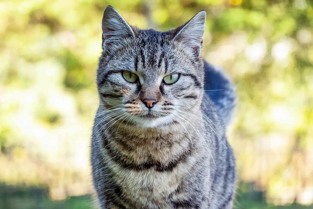 Kanserle savaşta yeni dönüm noktası: Kedilerdeki tedavi insanlığa umut oldu