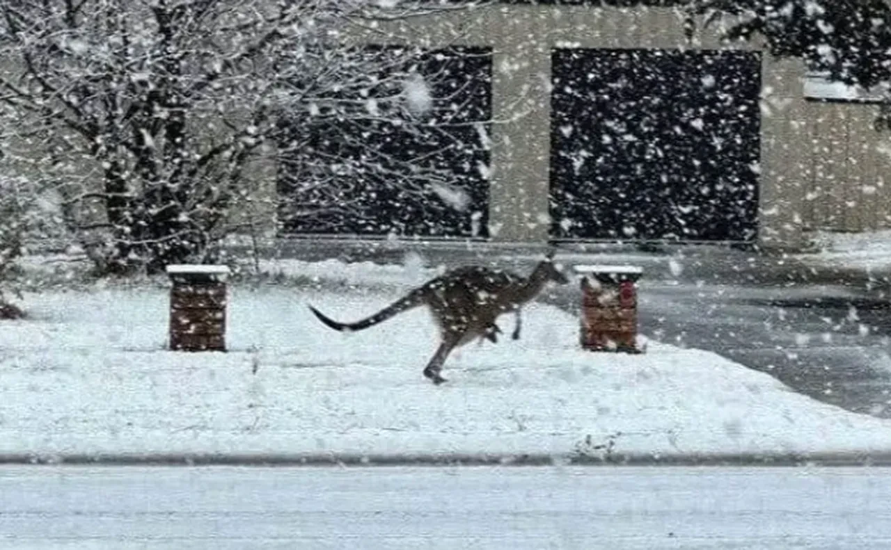 Avustralya'yı kış vurdu! Son 50 yılın en şiddetli kar yağışı