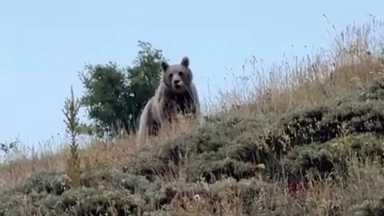 Bir anda karşısına çıktı, ayıyı bağırarak korkuttu 