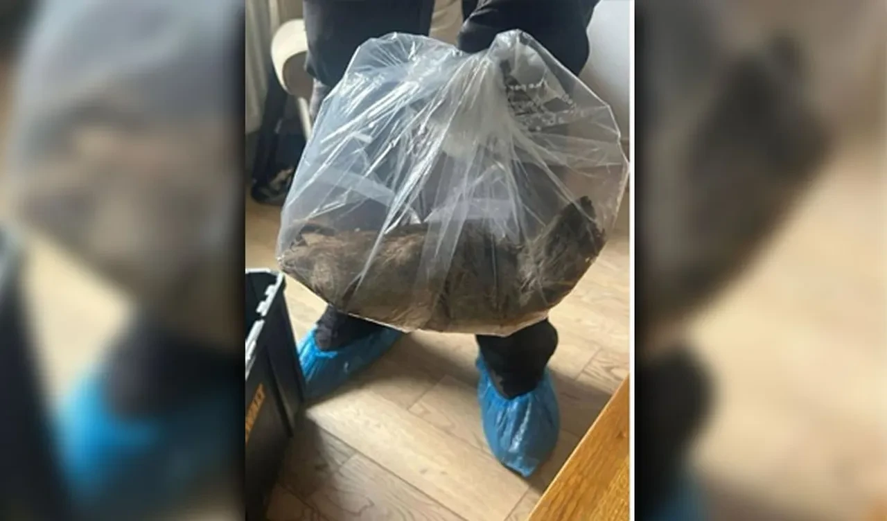 Splinter Usta yakalandı! Dev fare görenin ağzını açık bıraktı