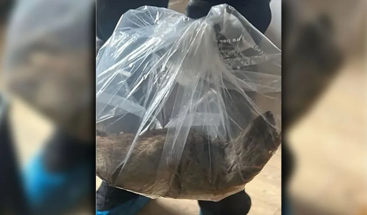 Splinter Usta yakalandı! Dev fare görenin ağzını açık bıraktı