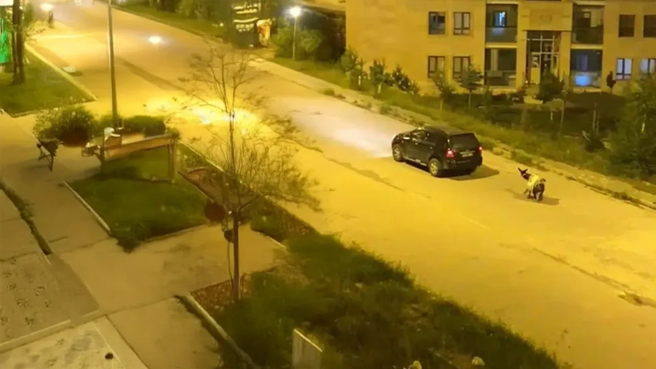 Eşeği arabaya bağlayıp zorla sürüklediler! Görüntüler sonrası ceza yağdı