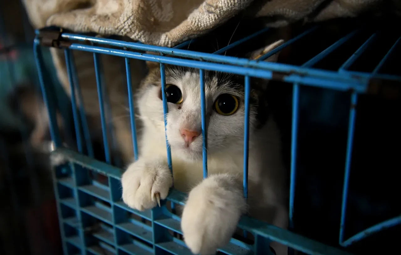 Kedilere işkence ağı çökertildi! Görüntüleri dünyaya satıyorlarmış