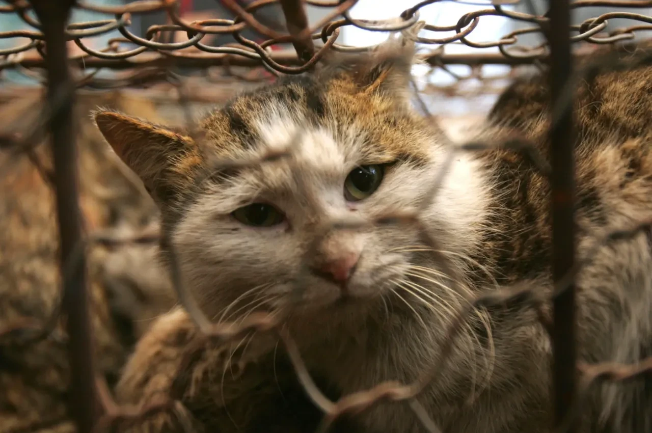 Kedilere işkence ağı çökertildi! Görüntüleri dünyaya satıyorlarmış
