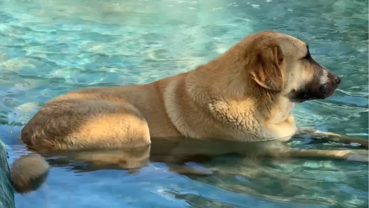Sıcak havadan bunalan çocuk ve köpek süs havuzunda serinledi
