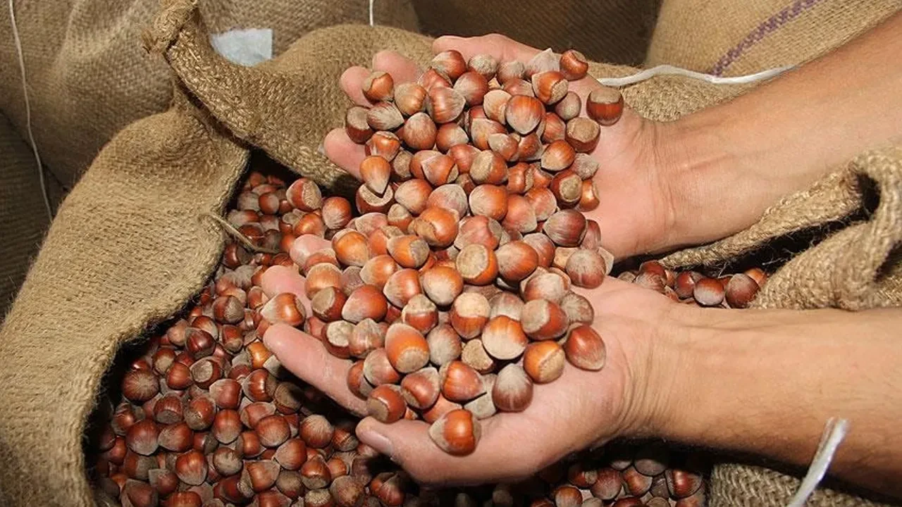 Fındık alım fiyatları belli oldu