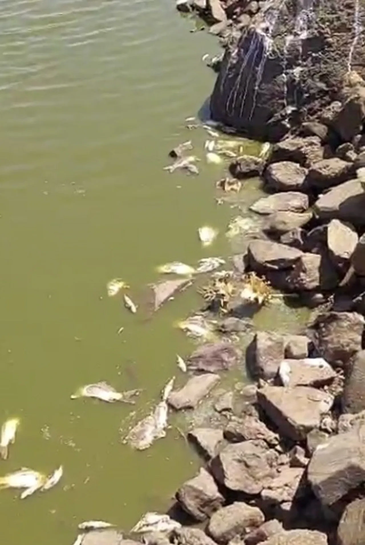 Görenler şoke oldu! Gölet suyu çekildi, bölgeyi kötü koku sardı