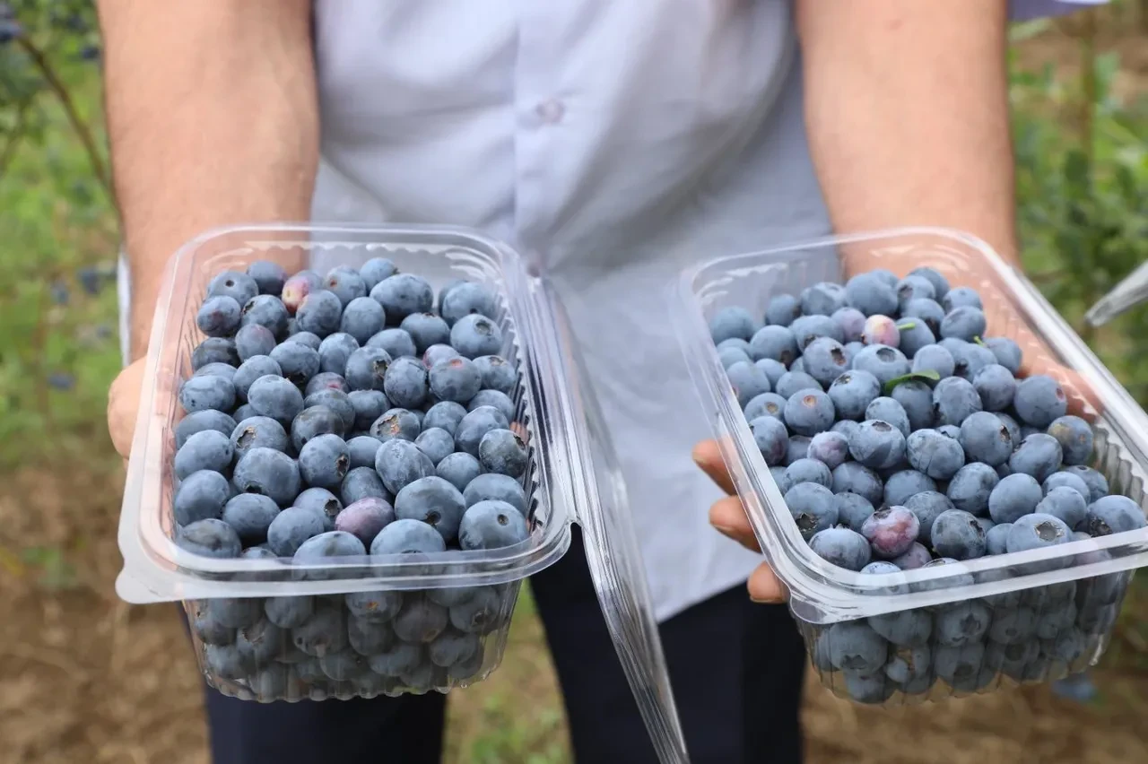 Hasadı başladı üreticilere bayram ettirdi: Kilosu 500 TL'den alıcı buluyor