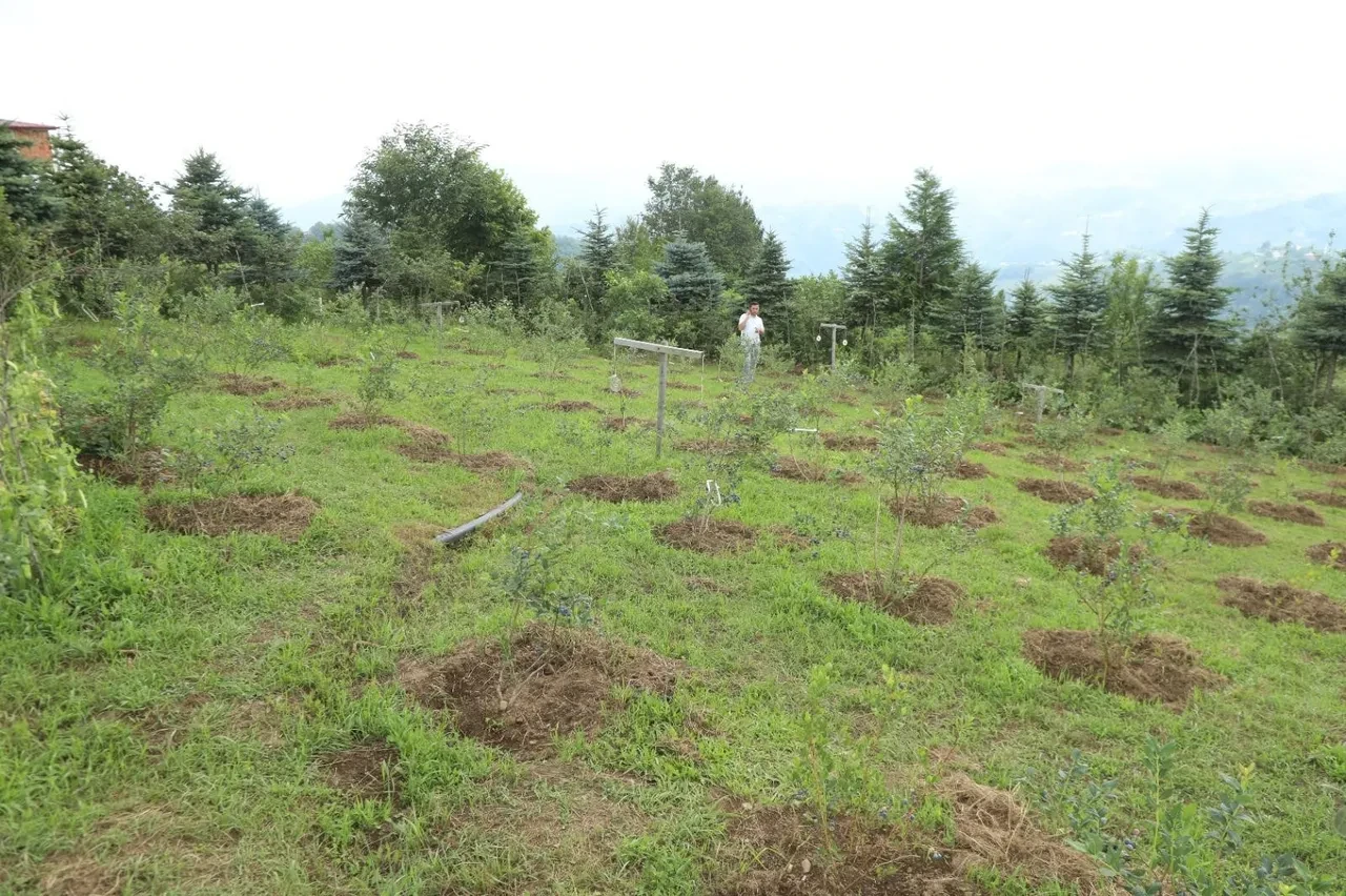 Hasadı başladı üreticilere bayram ettirdi: Kilosu 500 TL'den alıcı buluyor