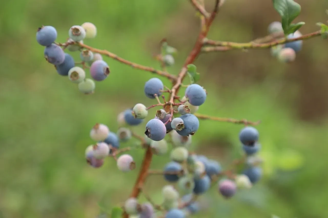 Hasadı başladı üreticilere bayram ettirdi: Kilosu 500 TL'den alıcı buluyor