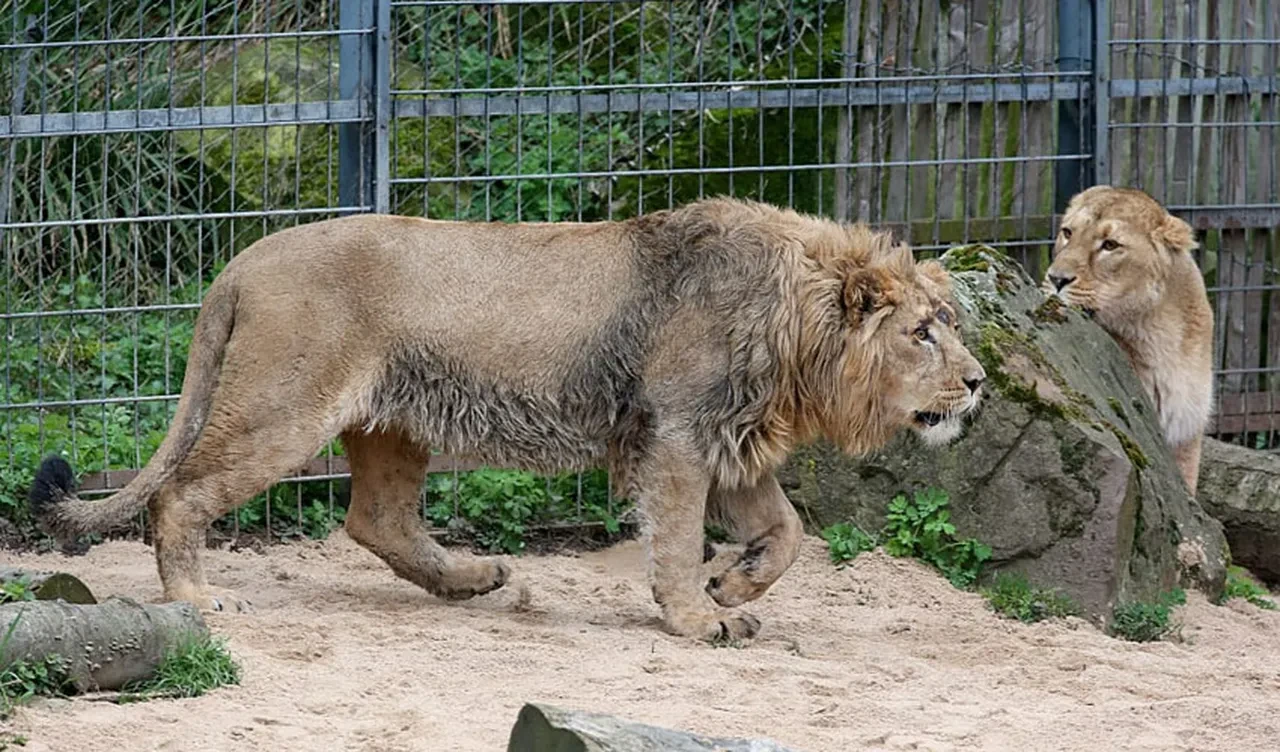 Hayvanat bahçesinin talebi ülkeyi ayağa kaldırdı: Evcil hayvanlarınızı yırtıcılarımıza yem için bağışlayın