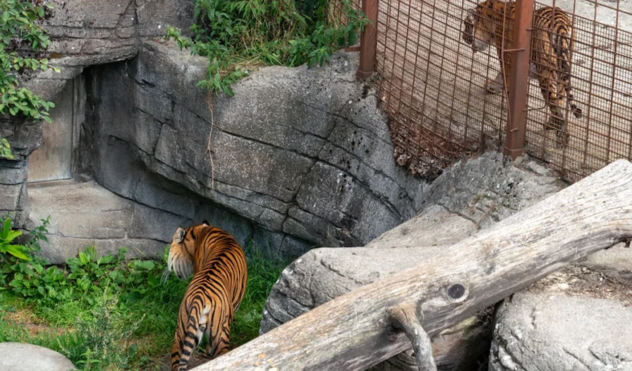 Hayvanat bahçesinin talebi ülkeyi ayağa kaldırdı: Evcil hayvanlarınızı yırtıcılarımıza yem için bağışlayın