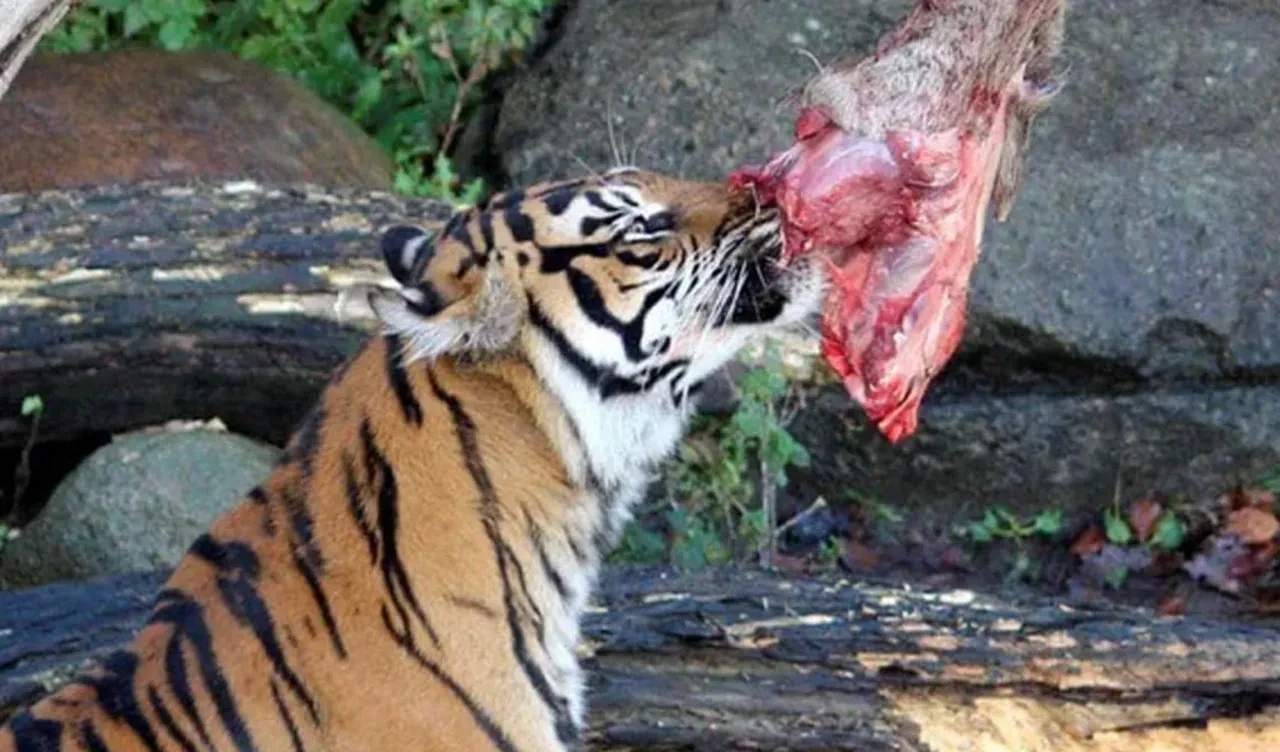 Hayvanat bahçesinin talebi ülkeyi ayağa kaldırdı: Evcil hayvanlarınızı yırtıcılarımıza yem için bağışlayın