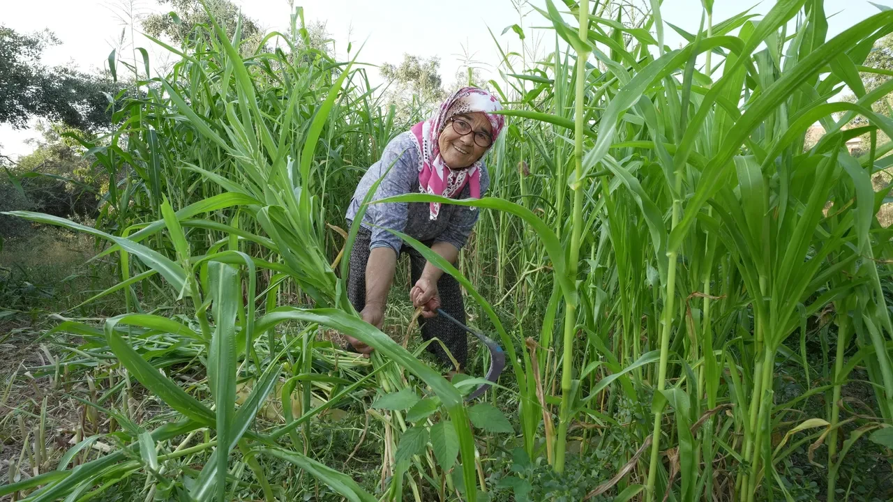 Kim Milyoner Olmak İster ile ünlendi, Türkiye onu konuşuyor! 74 yaşından sonra fenomen oldu