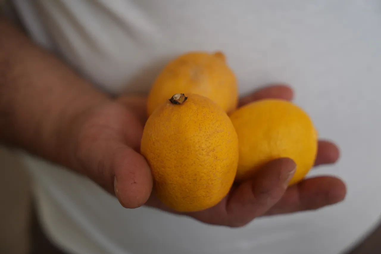 Limon fiyatları uçtu, vatandaşın çay keyfi kaçtı! 'Altın gibi oldu, düğünlerde limon takacağız'
