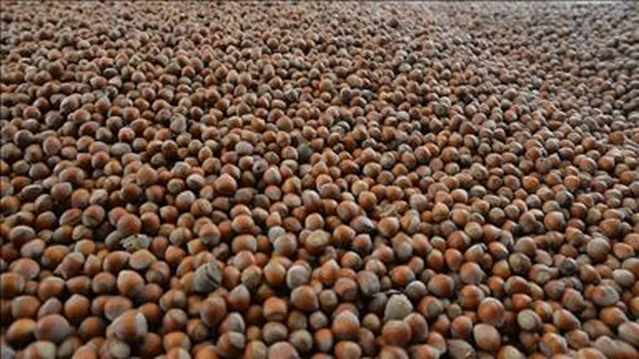 TMO fındık fiyatları 2025! Giresun, Levant, Sivri fındık ne kadar oldu?