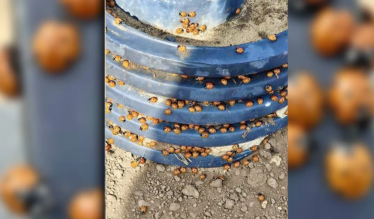 Uğur böcekleri kasabayı sardı insanlara saldırmaya başladı! Zararsız olarak biliniyorlardı