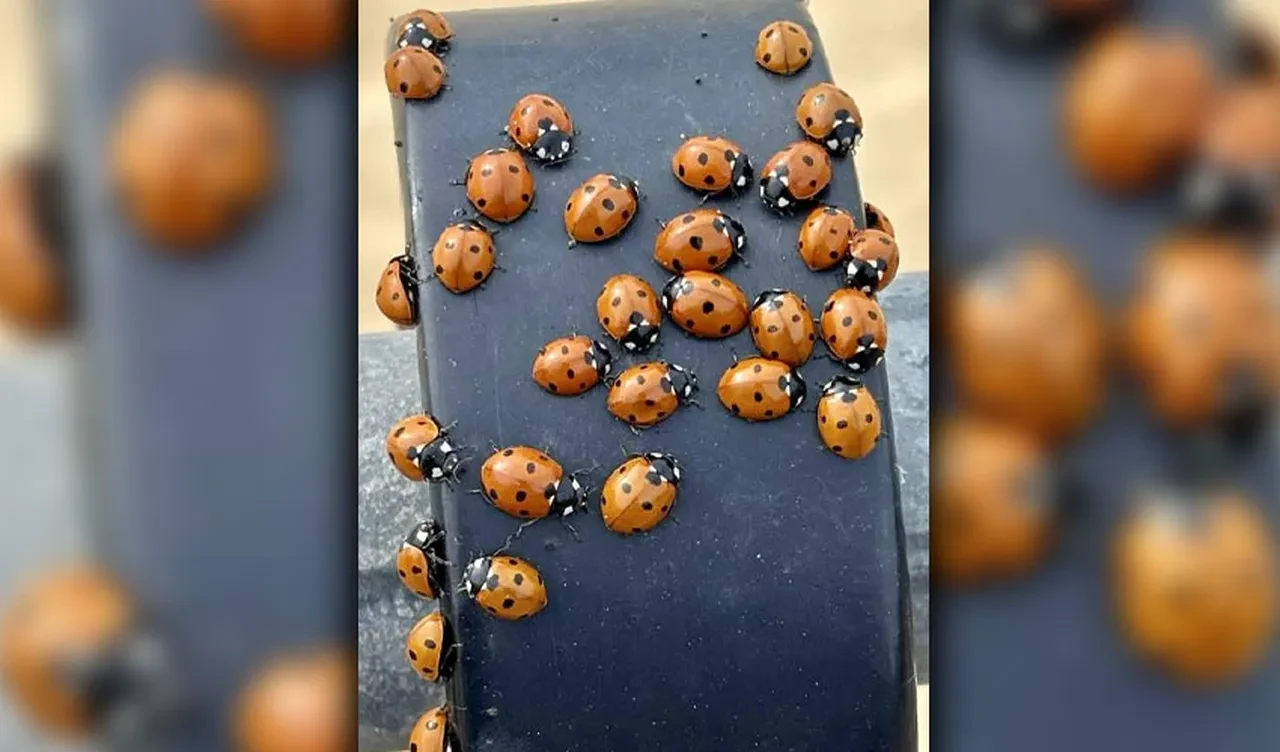 Uğur böcekleri kasabayı sardı insanlara saldırmaya başladı! Zararsız olarak biliniyorlardı