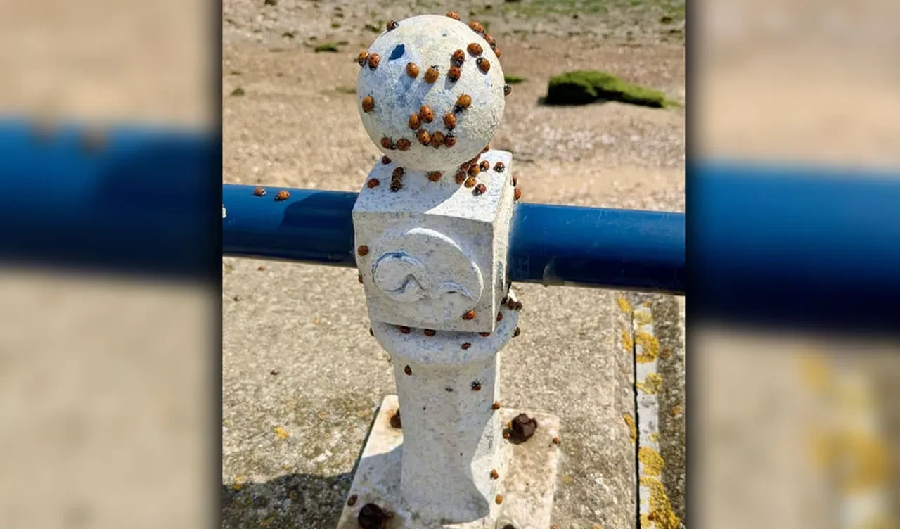 Uğur böcekleri kasabayı sardı insanlara saldırmaya başladı! Zararsız olarak biliniyorlardı