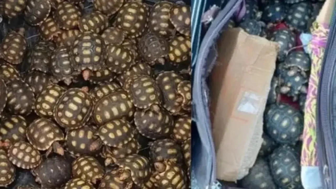 Yolcunun valizinden çıkan yüzlerce canlı şoke etti! Yalanı kısa sürede ortaya çıktı