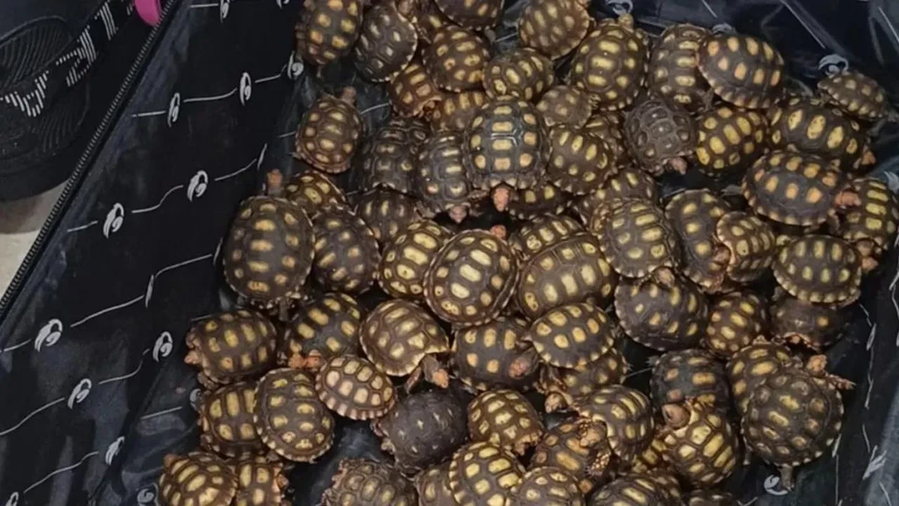 Yolcunun valizinden çıkan yüzlerce canlı şoke etti! Yalanı kısa sürede ortaya çıktı