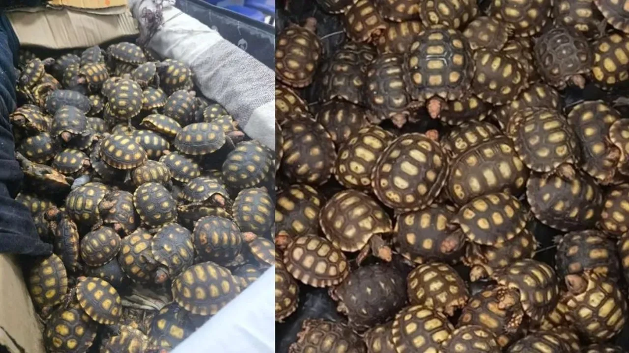 Yolcunun valizinden çıkan yüzlerce canlı şoke etti! Yalanı kısa sürede ortaya çıktı