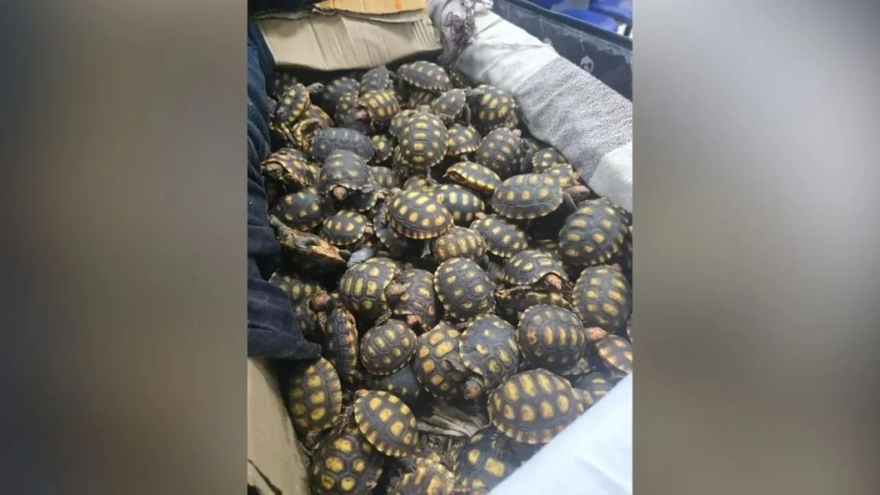 Yolcunun valizinden çıkan yüzlerce canlı şoke etti! Yalanı kısa sürede ortaya çıktı