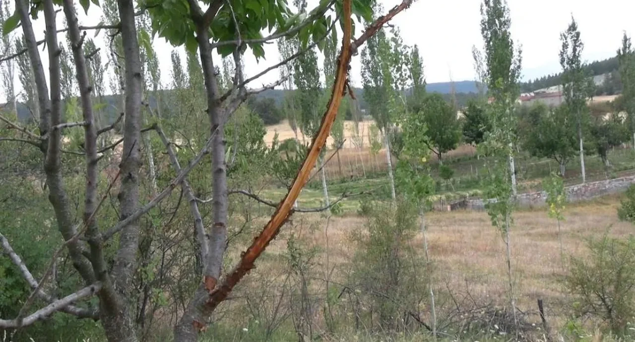 Gerçeği fotokapan sayesinde öğrendiler! Görüntüleri izleyen çiftçiler şaşkınlığını gizleyemedi 